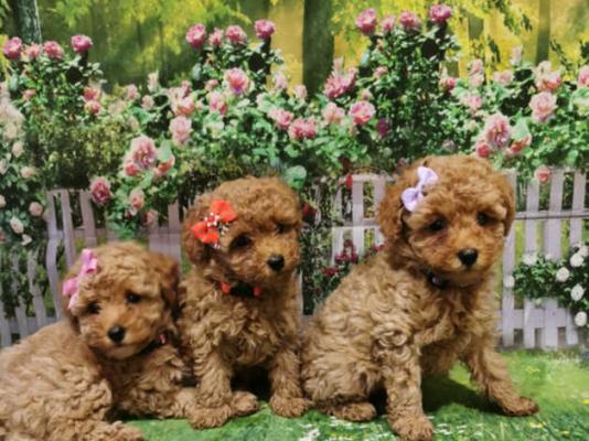 Kc Toy Poodle Red Adorable puppies